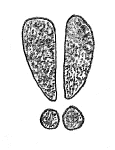 Drawing by Thomas Doty. Image.