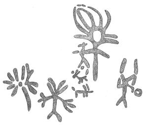 Drawing by Thomas Doty. Image.
