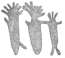 Drawing by Thomas Doty. Image.