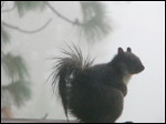 Gray Squirrel. Photo.