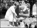 Feeding Chickens, 1922. Photo.