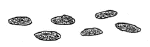 Drawing by Thomas Doty. Image.