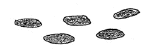 Drawing by Thomas Doty. Image.
