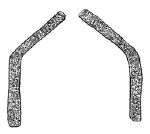 Drawing by Thomas Doty. Image.