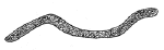 Drawing by Thomas Doty. Image.