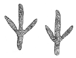 Drawing by Thomas Doty. Image.