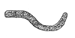 Drawing by Thomas Doty. Image.