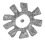 Drawing by Thomas Doty. Image.