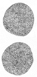 Drawing by Thomas Doty. Image.