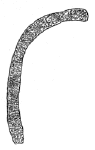 Drawing by Thomas Doty. Image.