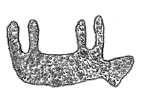 Drawing by Thomas Doty. Image.