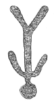 Drawing by Thomas Doty. Image.