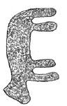 Image.