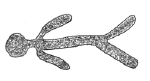 Drawing by Thomas Doty. Image.