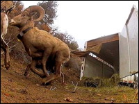 Bighorn Sheep. Photo.