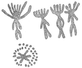 Drawing by Thomas Doty. Image.