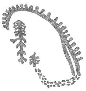 Drawing by Thomas Doty. Image.