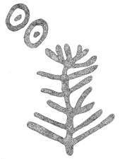 Drawing by Thomas Doty. Image.